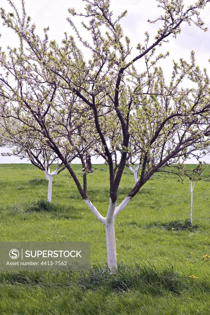 Plum tree in an orchard with the trunk whitewashed with lime