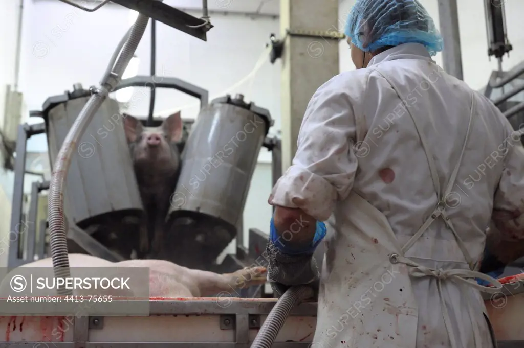 Bleeding Pigs after killing Rodez slaughterhouse France