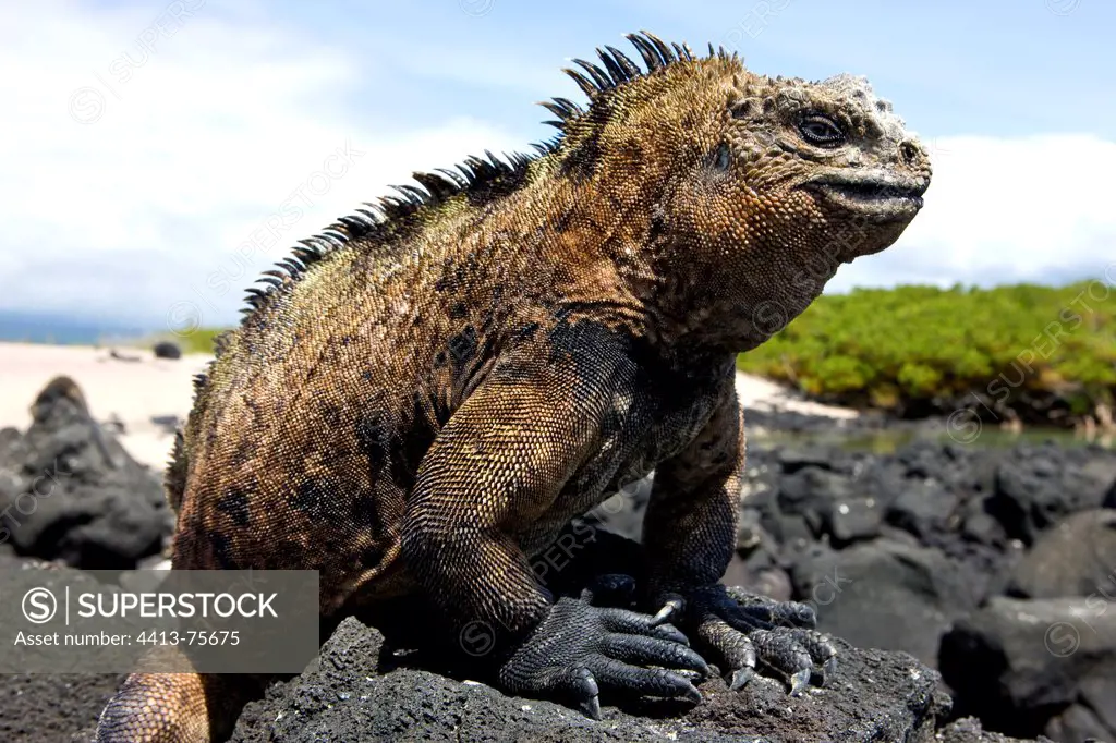 Galapagos Marine Iguana portrait on rocks Isabela island