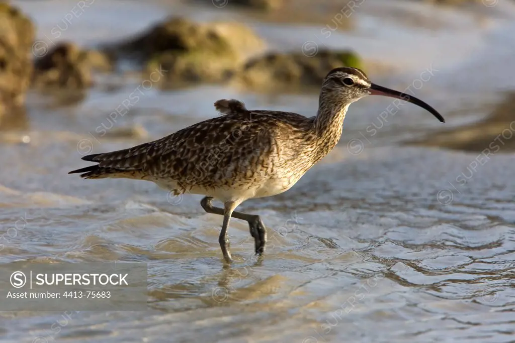 A Whimbrel walking in water Galapagos Islands