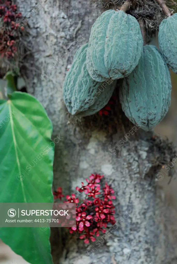 Cacao tree with flowers fruits and leaf in Brazil Amazon
