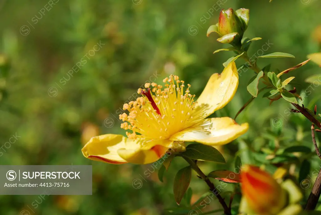 St. John's wort flower in Simen Ethiopia