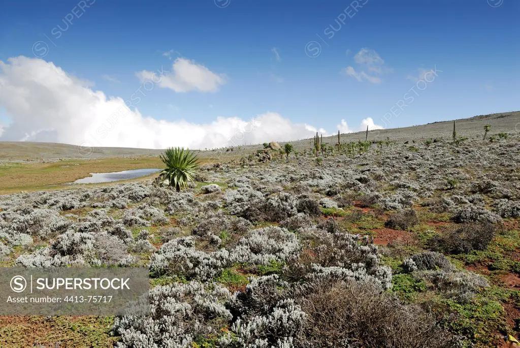 Strawflowers covering the ground on Sanetti Plateau Ethiopia