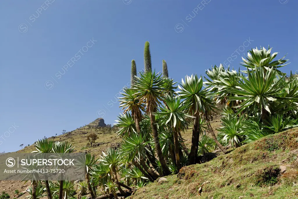 Giant Lobelias in Simen Ethiopia