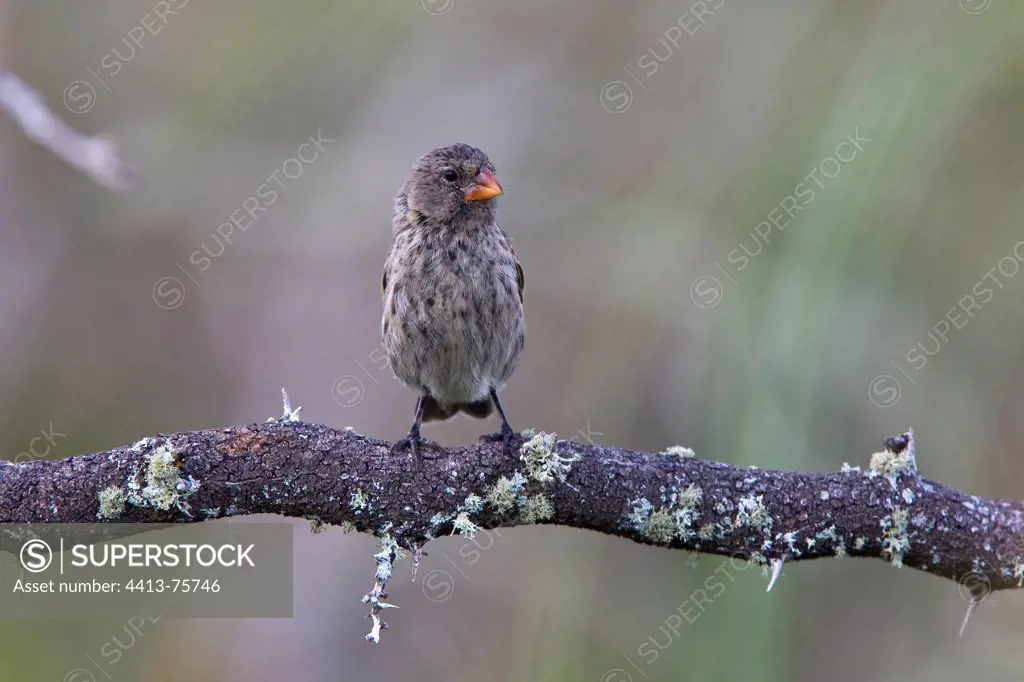 Medium Ground-finch perched on branch Galapagos Islands