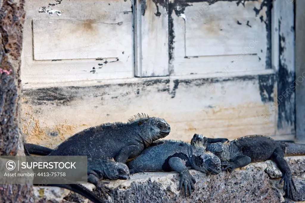 Galapagos Marine Iguana on the threshold of a door