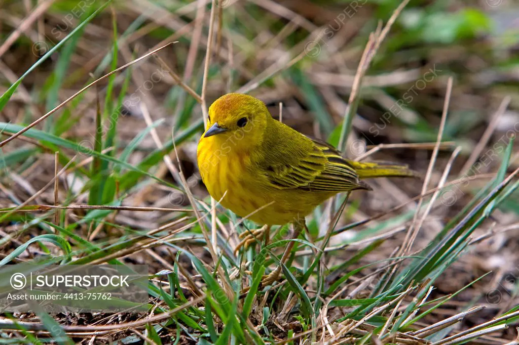 Yellow Warbler on the ground in the Galapagos Islands