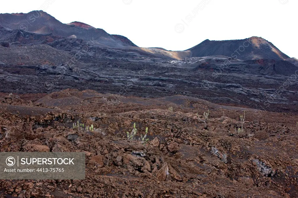 Candelabra cactus on the slopes of Sierra Negra volcano