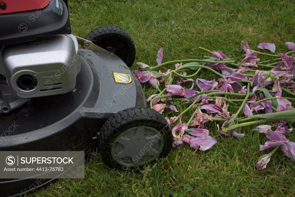 Crushing of faded tulips with a lawn mower