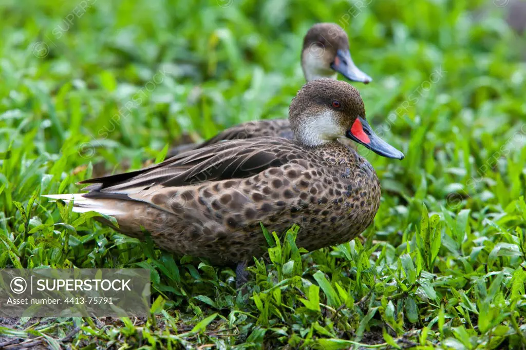 White-cheeked Pintail on Galapagos islands