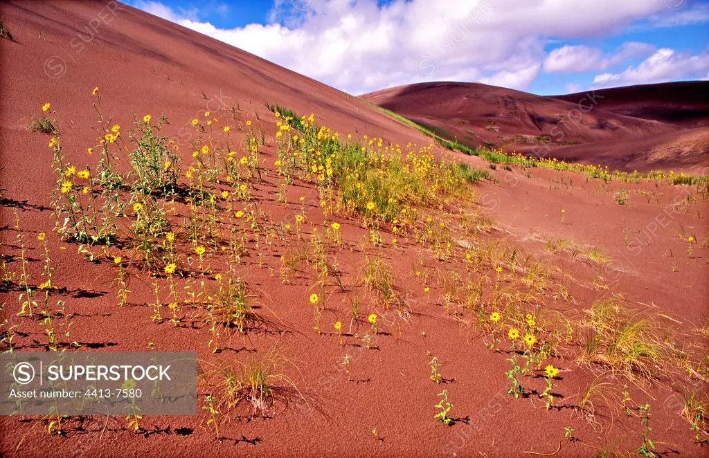 Wild Sunflowers in Great Sand Dunes NP USA