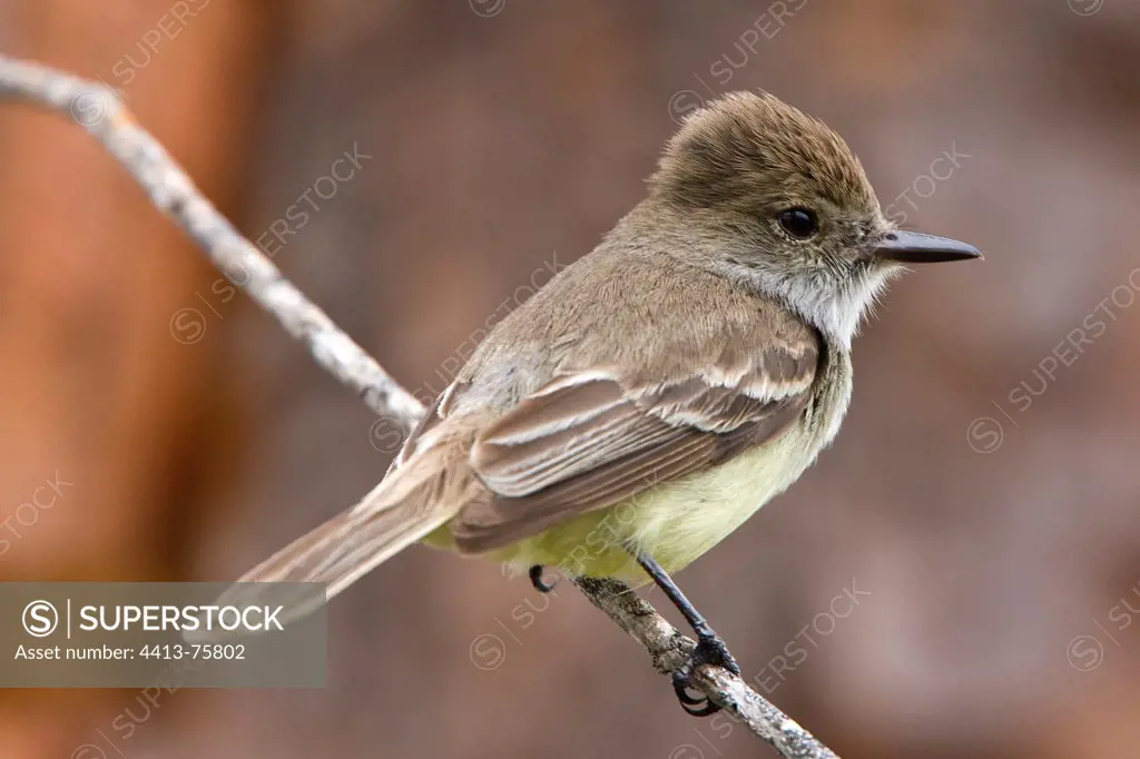 Large-billed Flycatcher on the Galapagos Islands