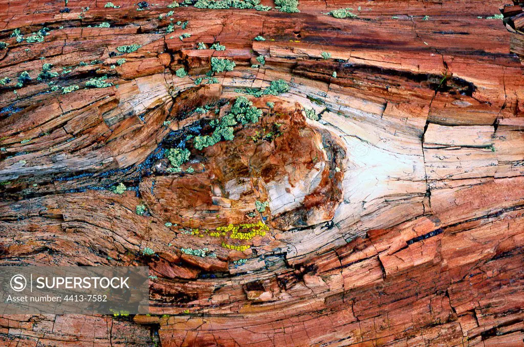 Petrified wood and lichen Petrified Forest NP Arizona USA