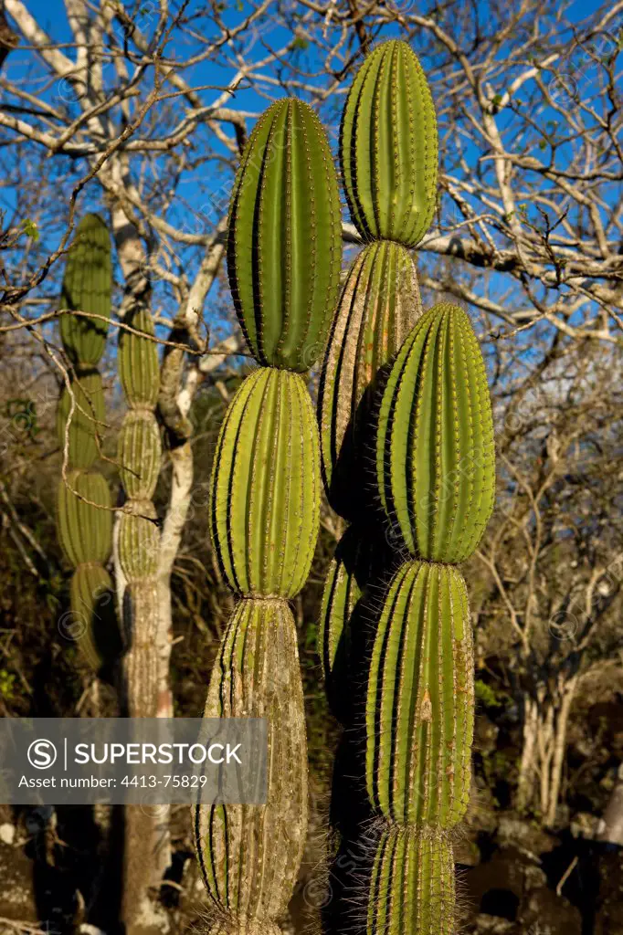 Candelabra cactus on the island of San Cristobal in the Galapagos