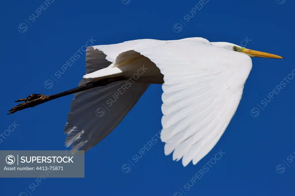 Great egret in flight on a blue sky