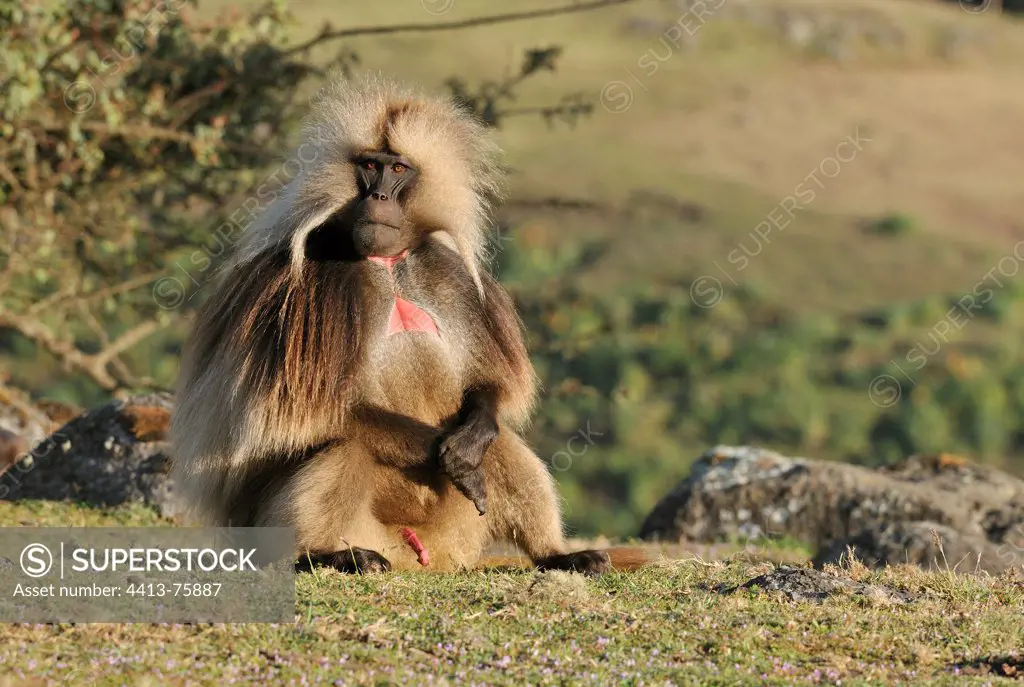Male Gelada Baboon sitting in the mountains of Ethiopia