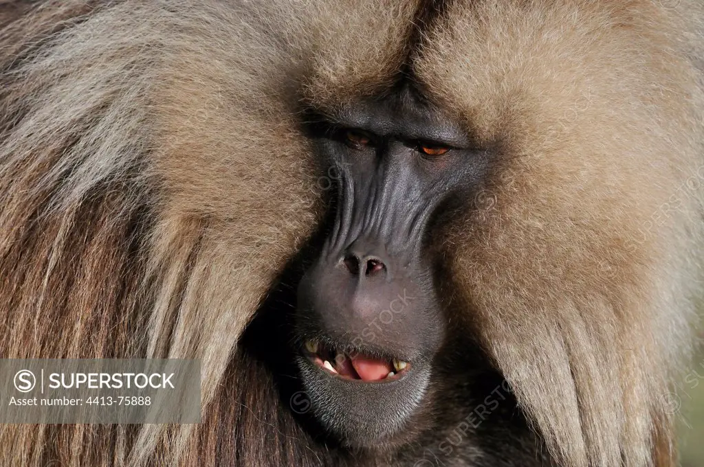 Portrait of a male Gelada baboon in Simen Ethiopia