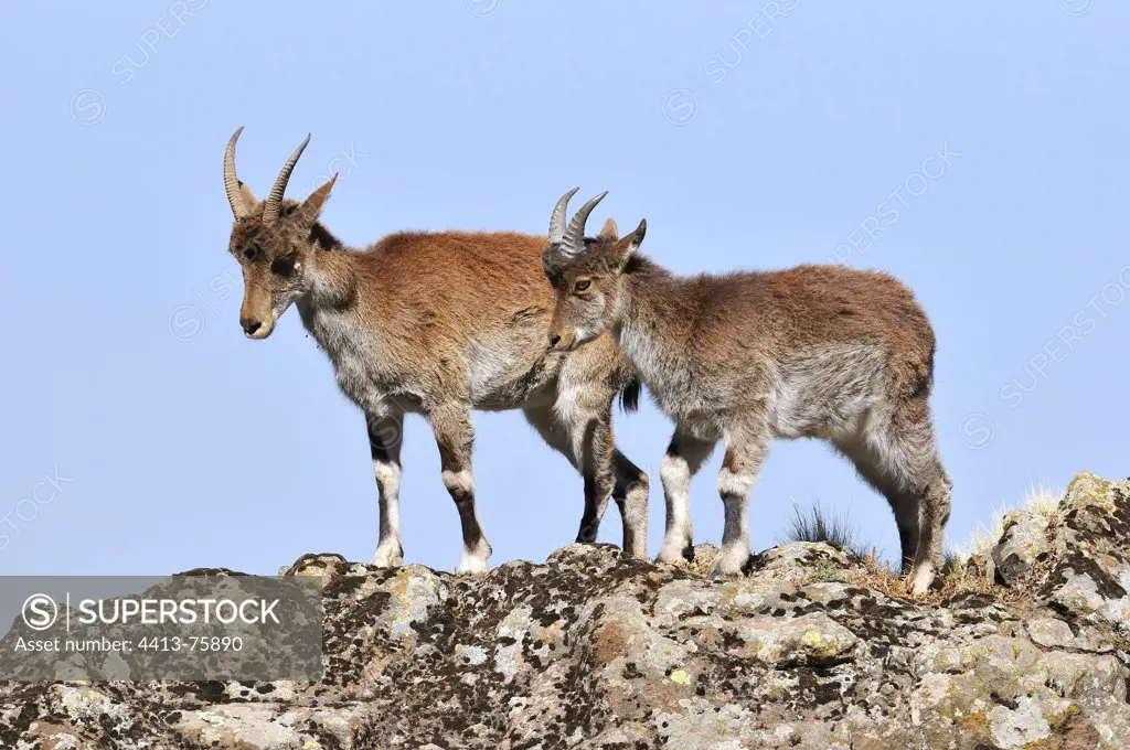 Two Walia Ibex in Simen Ethiopia