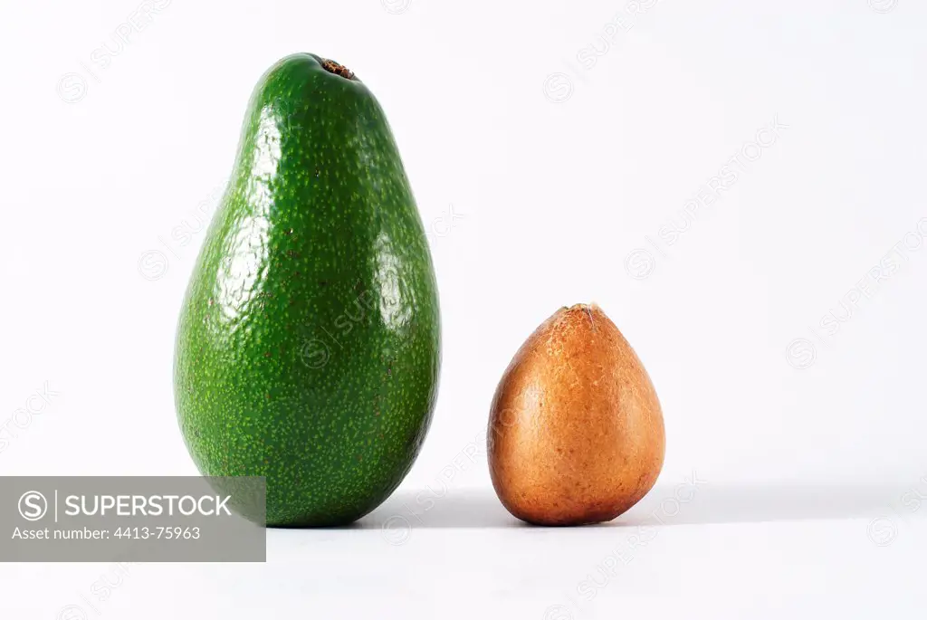 Avocado with the kernel