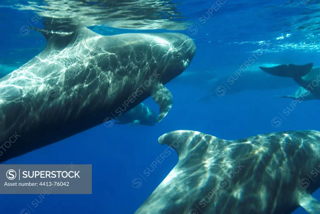 A group of Short-finned Pilot Whale swimming Canary Islands