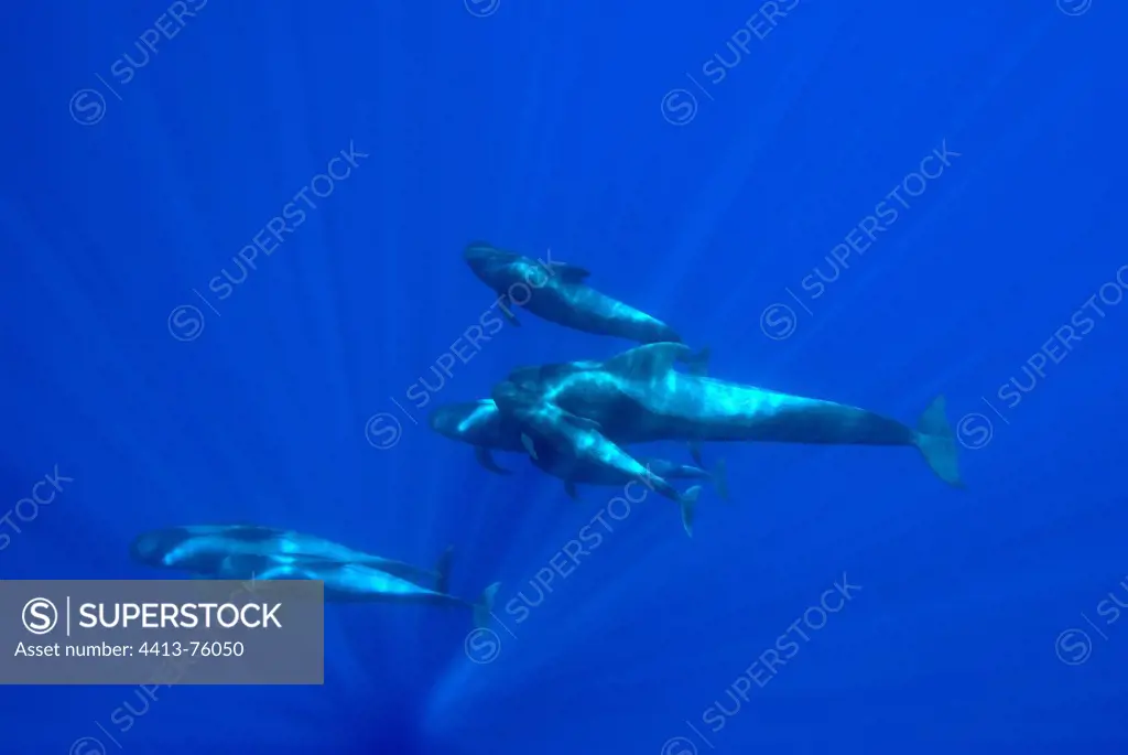 Sunlight fingering a group of pilot whales Canary Islands