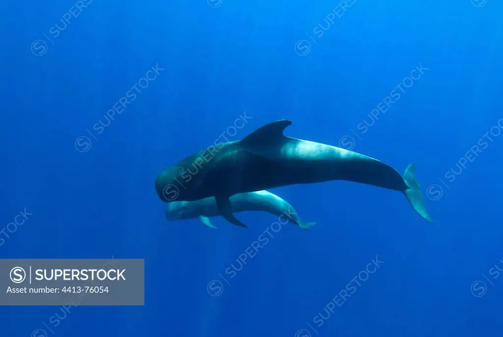 An adult and juvenile pilot whale Canary Islands