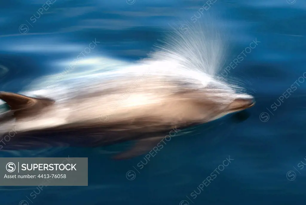 A bottlenose dolphin at speed The Eastern Caribbean
