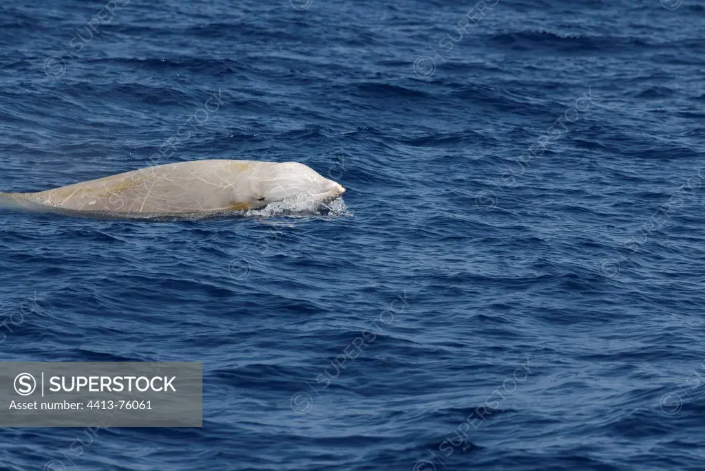 A Cuvier's Beaked Whale The Canary Islands