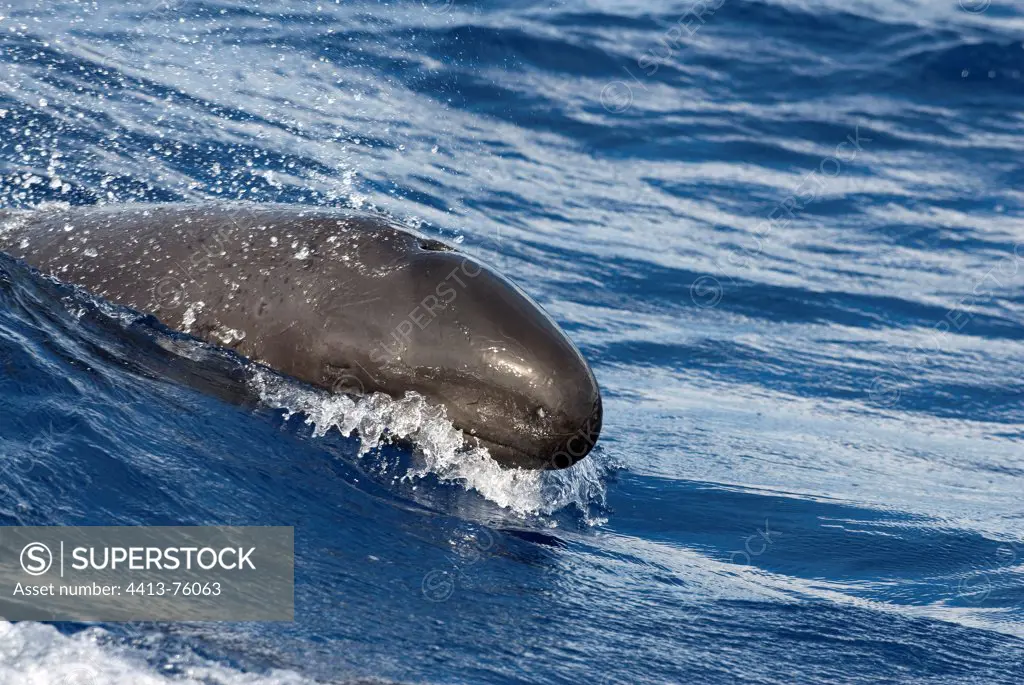 A false killer whale surges powerfully down the face a wave