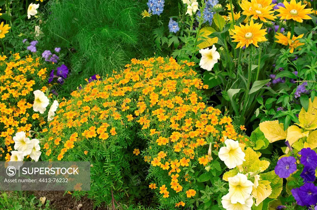 Flower massif of signet marigolds and annuals in a garden
