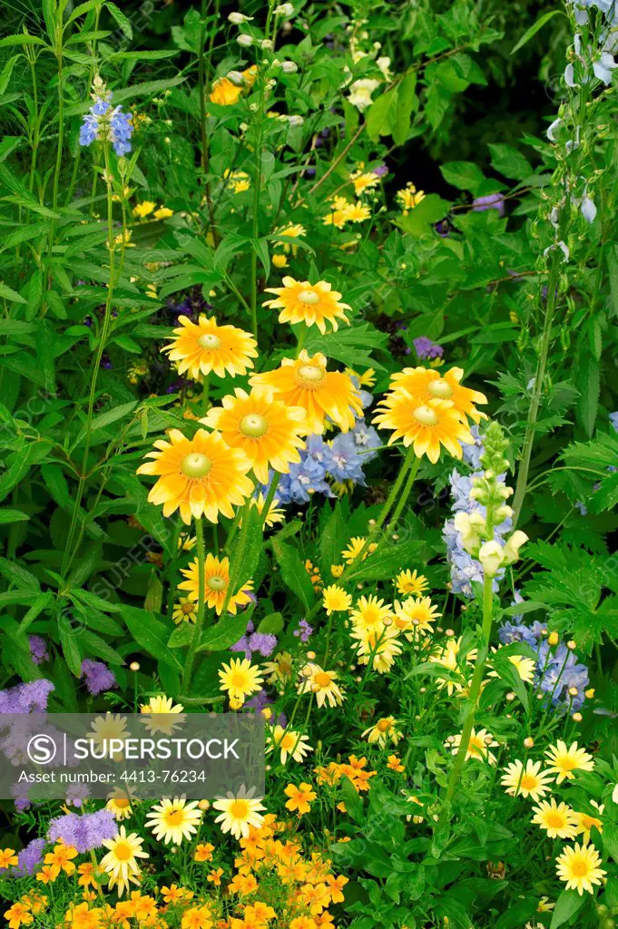 Flower massif of black-eyed susans 'Prairie Sun' in a garden