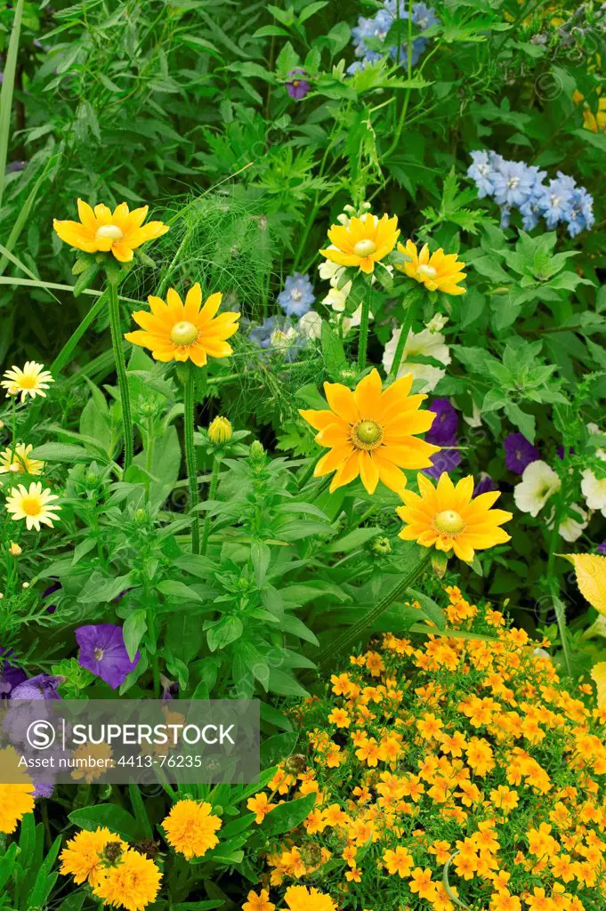 Flower massif of black-eyed susans 'Prairie Sun' in a garden