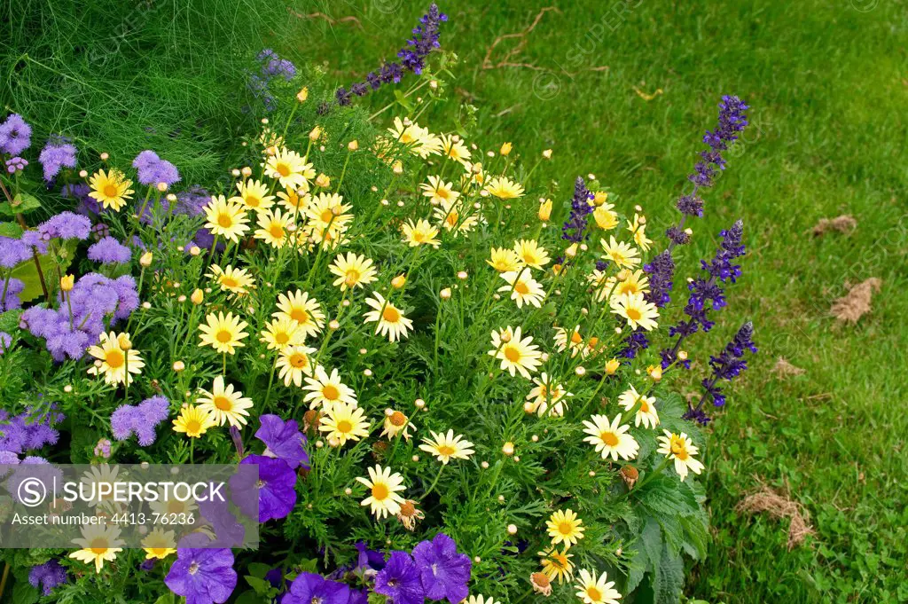 Flower massif of summer annuals in a garden