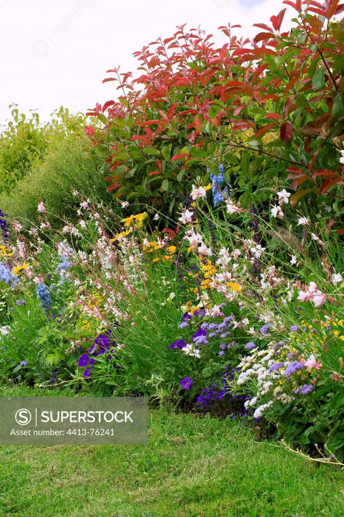 Flower massif of summer annuals in a garden