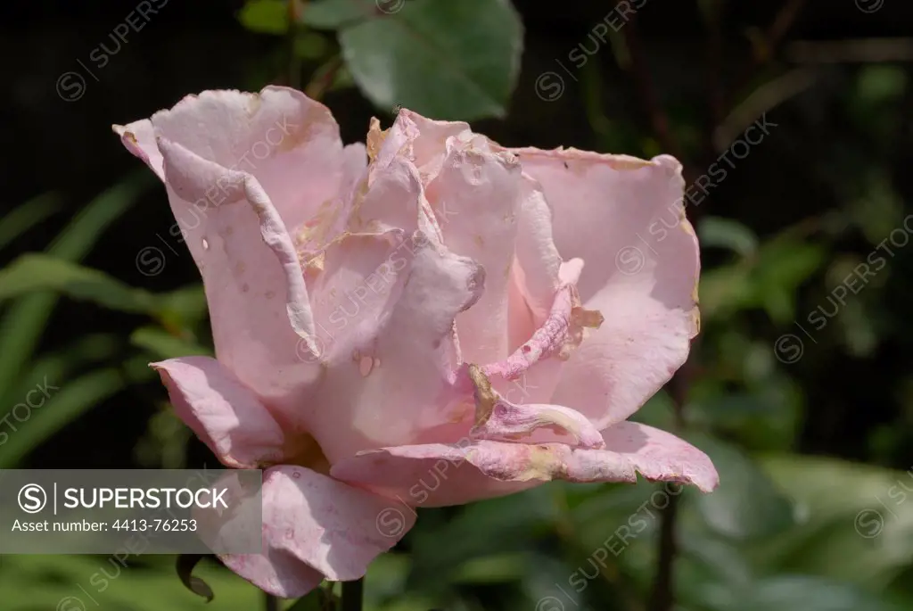 A Rose damaged by aphids roses