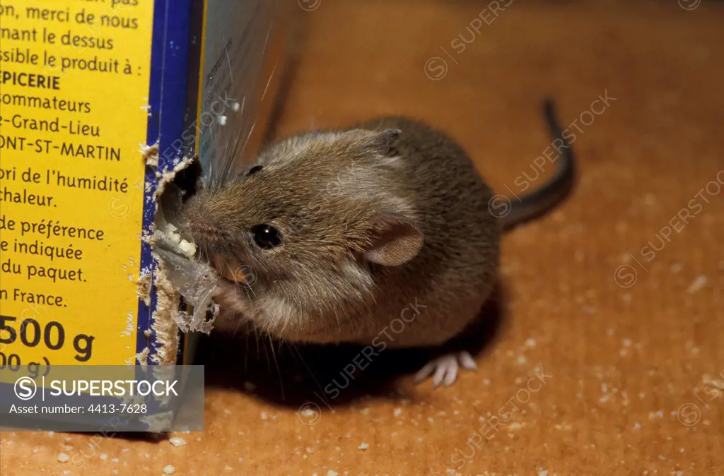 Gray mouse gnawing a package of semolina France