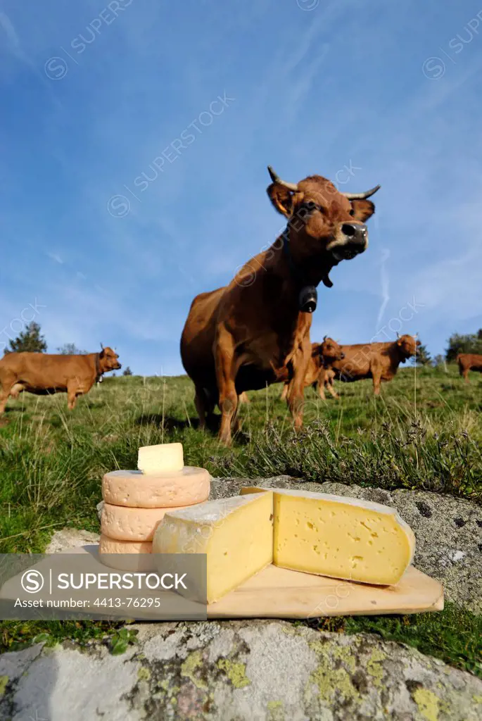 Cheese and regional Cows in the meadow
