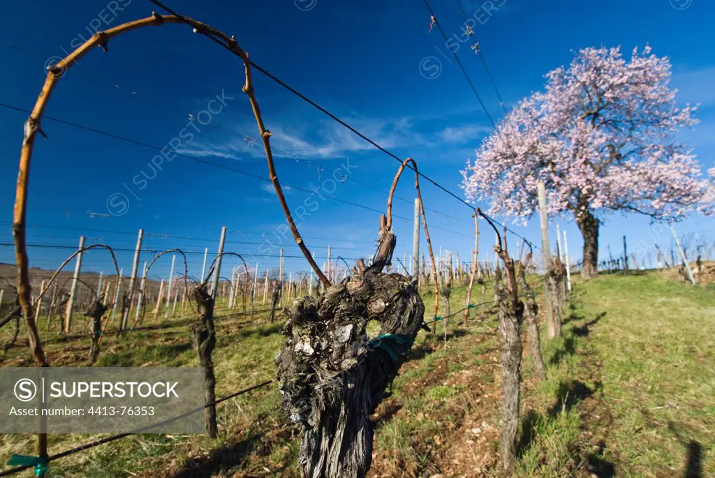 Amandier vine and branch spring Bennwihr