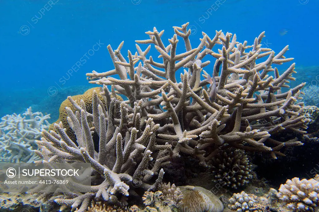 Staghorn Coral Reef reef of Mayotte