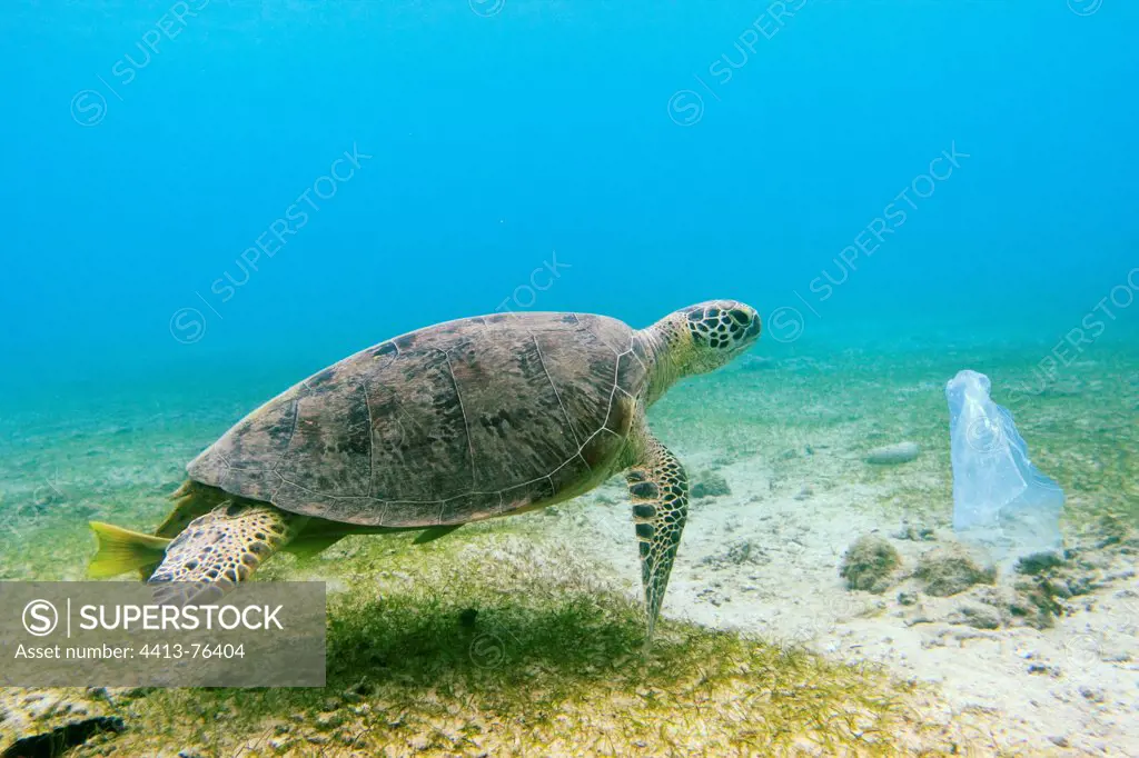 Green turtle and plastic bag Mayotte