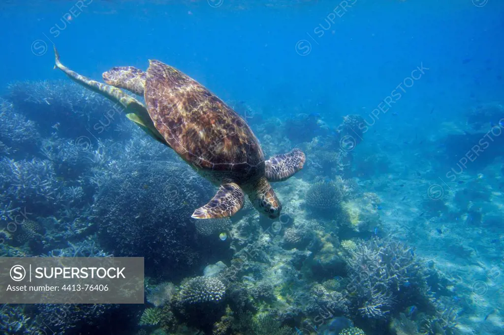 Green Turtle reaching the reef to rest Mayotte