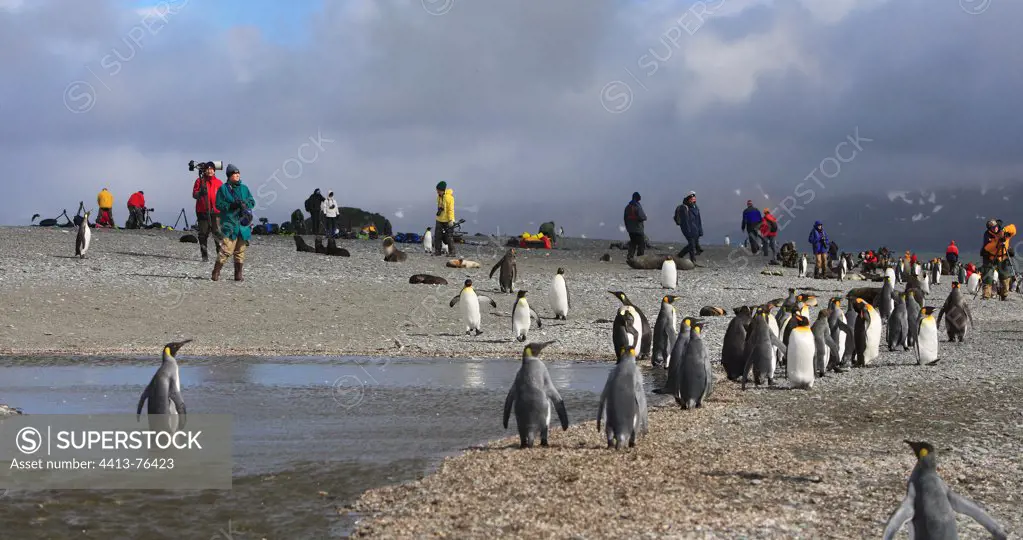 Adult king penguins and tourists on a beach