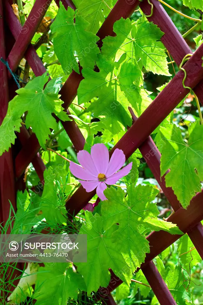 Cosmos in bloom and wine grape on mesh in a garden