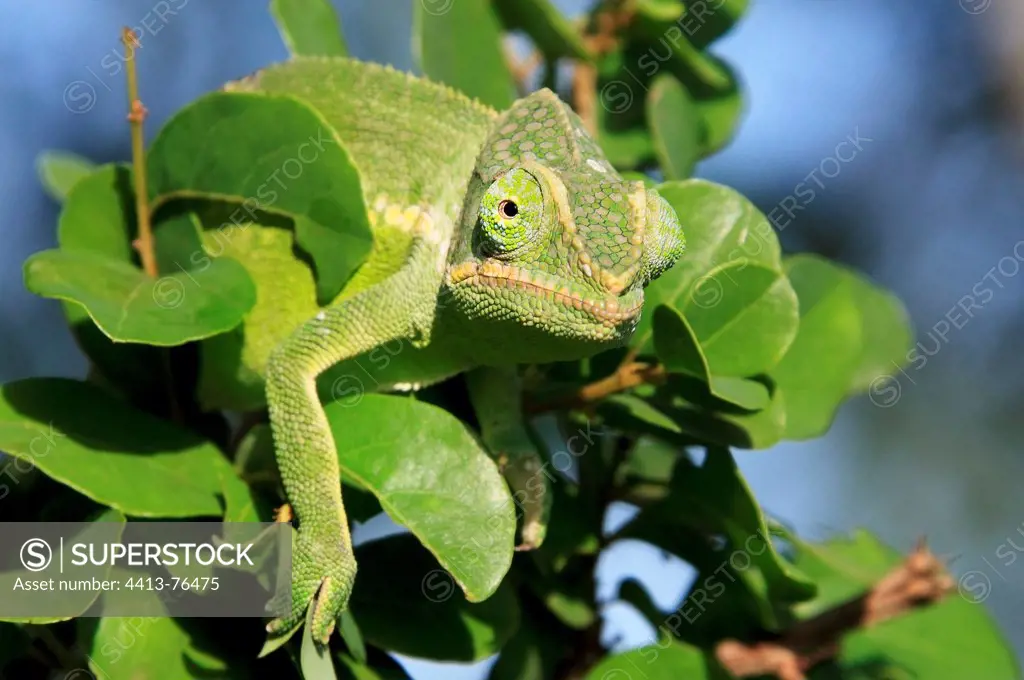 Chameleon of Mayotte in the foliage