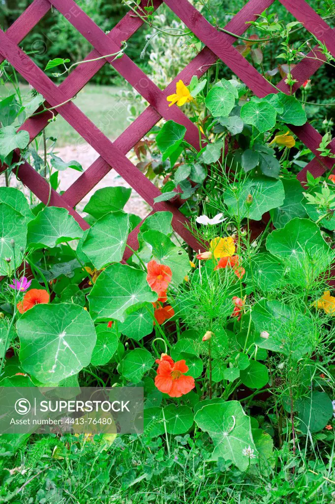 Nasturtium on mesh in a garden