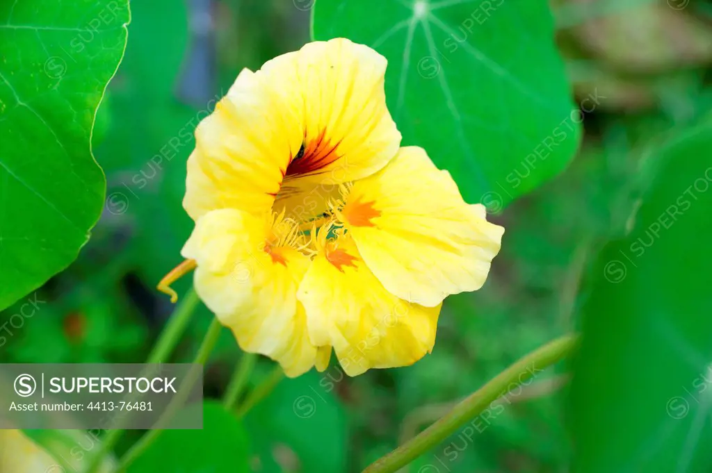 Nasturtium flower in a garden