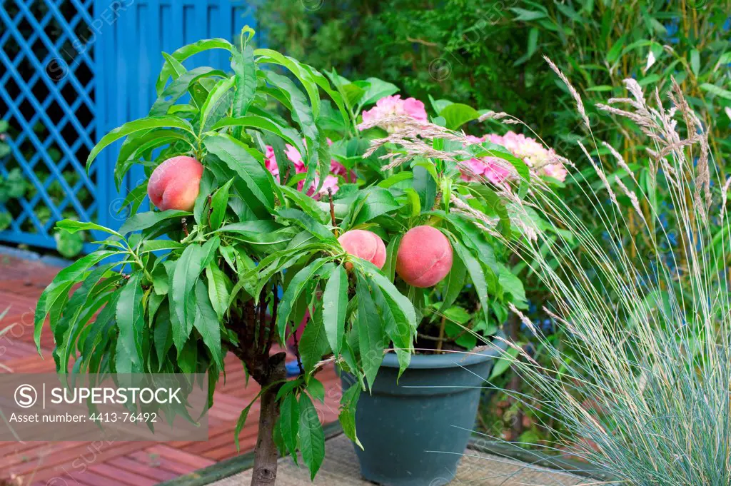 Dwarf peach tree in fruit on a garden terrace