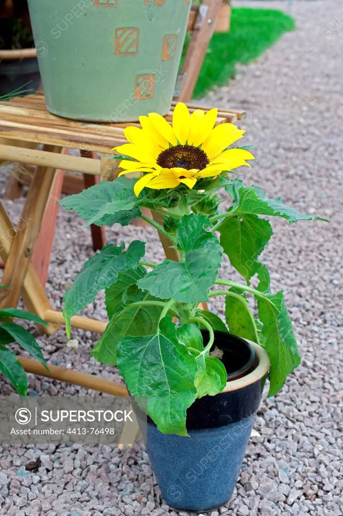 Sunflower 'Sensation' in bloom on a garden terrace
