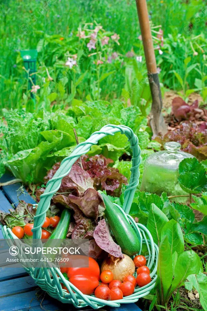Havest of vegetables in an organic kitchen garden