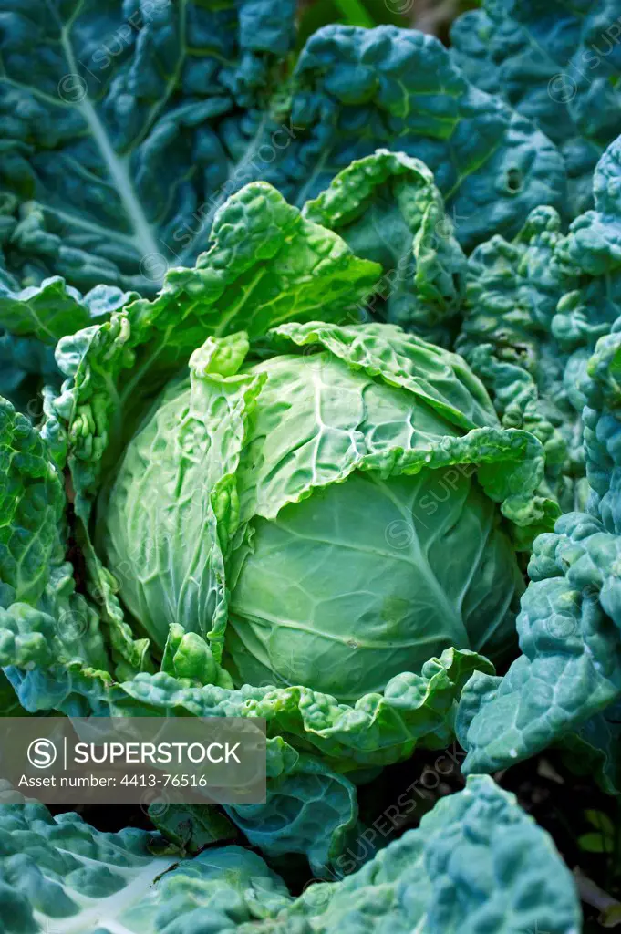 Savoy cabbage in a kitchen garden